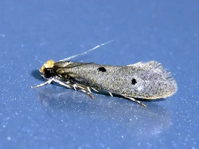 Tinea trinotella