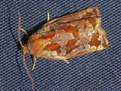 Archips oporana
