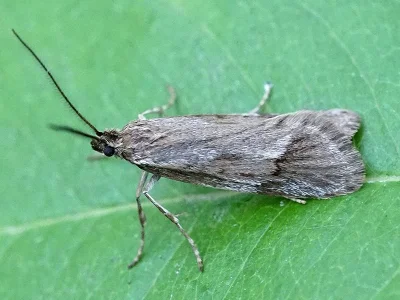 Diurnea lipsiella