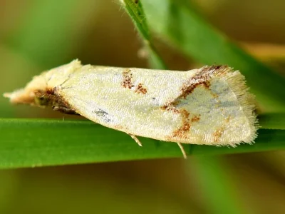 Agapeta hamana