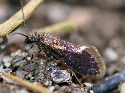 Eriocrania (Eriocrania) semipurpurella