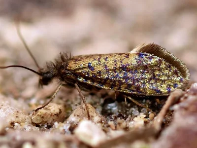 Eriocrania (Eriocrania) sparrmannella