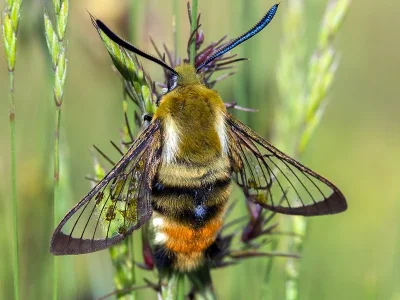Hemaris (Eitschbergera) tityus