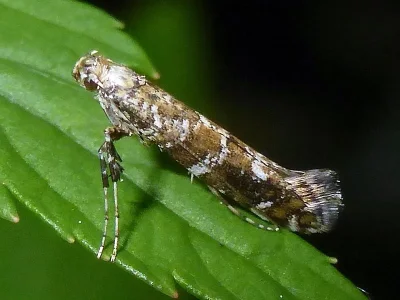 Gracillaria syringella