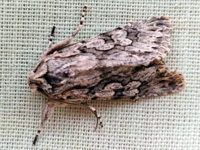 Xylocampa areola