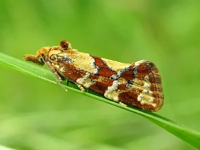 Aethes hartmanniana