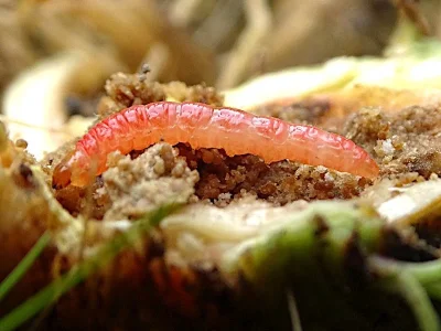 Epiblema costipunctana