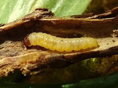 Endothenia lapideana