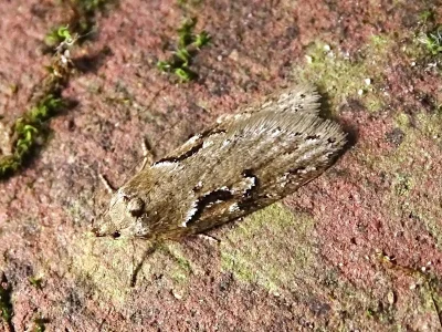 Semioscopis steinkellneriana