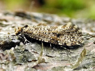 Montescardia tessulatellus