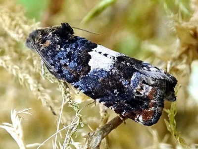 Epiblema cirsiana