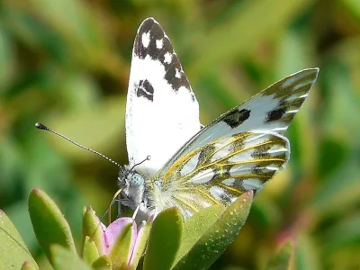 Pontia glauconome