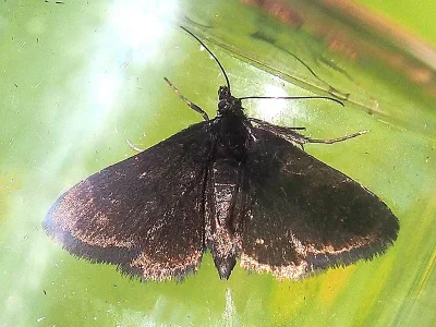 Pyrausta coracinalis