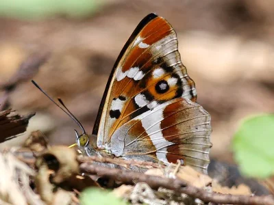 Apatura iris