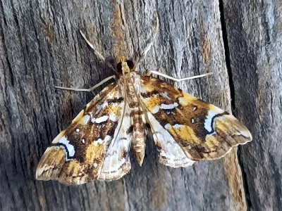 Musotima nitidalis