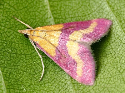 Pyrausta virginalis