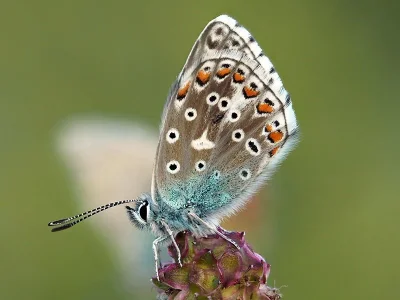 Polyommatus (Lysandra) bellargus