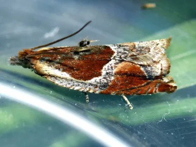 Ancylis unculana