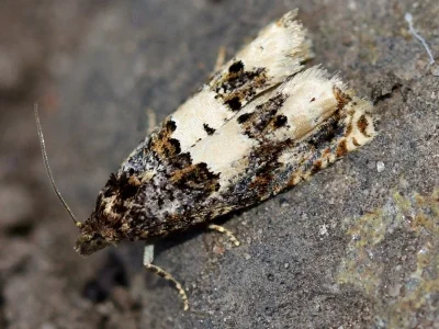 Epiblema scutulana