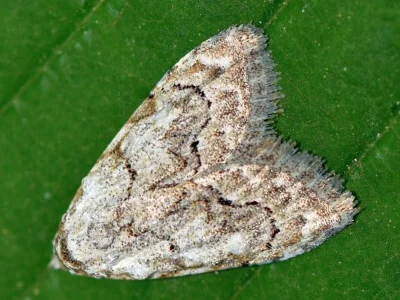 Nola (N.) confusalis