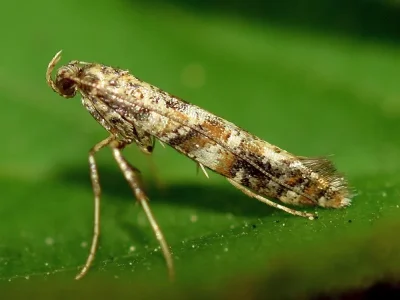 Gracillaria syringella