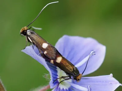 Cauchas leucocerella