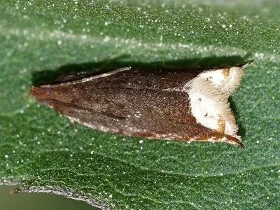 Ancylis selenana