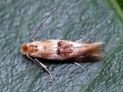 Bucculatrix ulmella