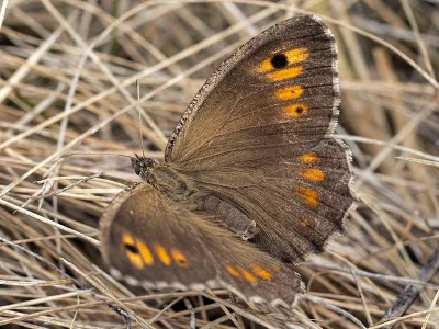 Arethusana arethusa