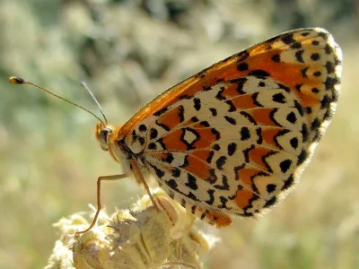 Melitaea trivia