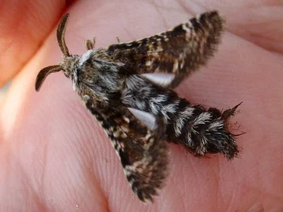 Stygia australis