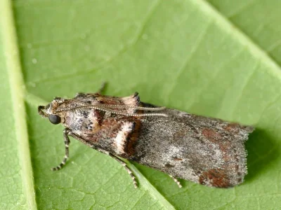 Trachonitis cristella