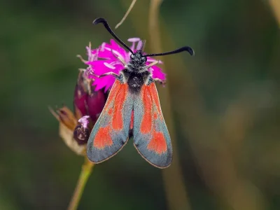 Zygaena (Mesembrynus) punctum