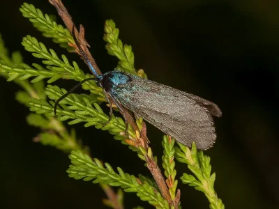 Rhagades (Rhagades) pruni