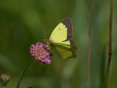 Colias palaeno