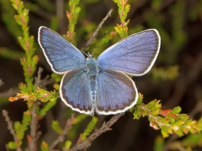 Plebejus (Lycaeides) idas