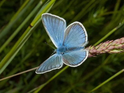 Polyommatus (Plebicula) amandus