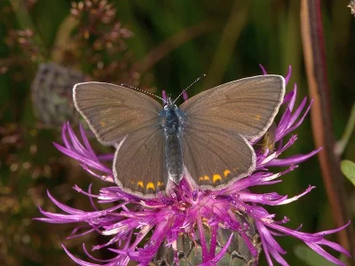 Polyommatus (Plebicula) amandus