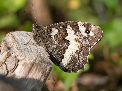 Brintesia circe