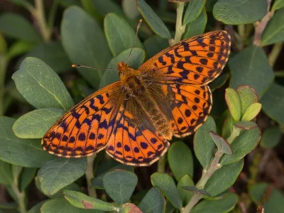 Boloria (Boloria) aquilonaris