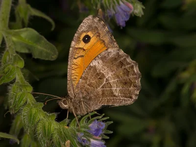 Arethusana arethusa