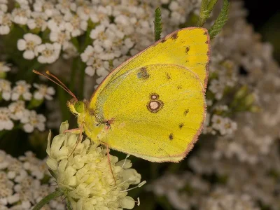 Colias alfacariensis