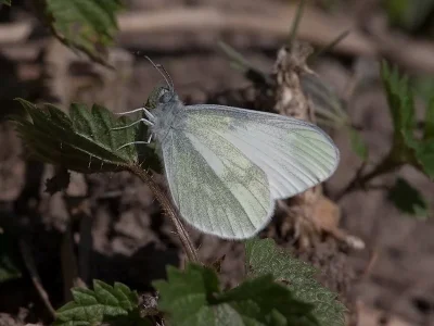 Leptidea juvernica