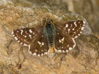 Spialia sertorius