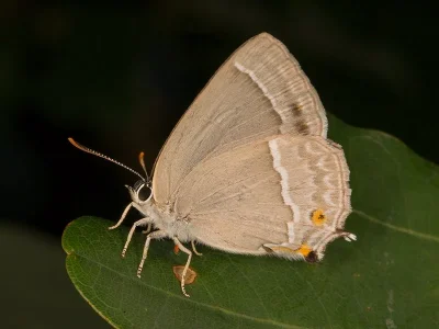 Favonius quercus