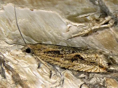 Bactra (Bactra) lancealana