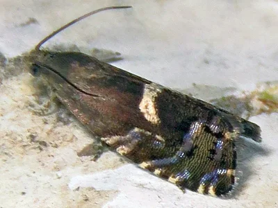 Cydia coniferana