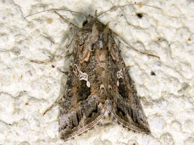 Trichoplusia ni