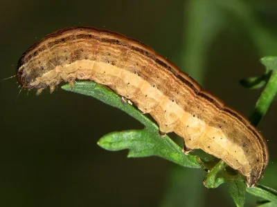 Mythimna (Hyphilare) ferrago