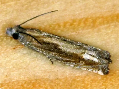 Eucosma obumbratana